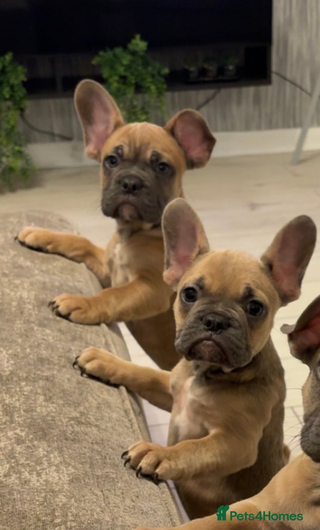 French Bulldog dogs REDUCED FRENCH BULLDOGS - Advert 16