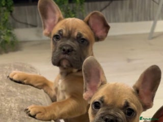 French Bulldog dogs REDUCED FRENCH BULLDOGS - Advert 7