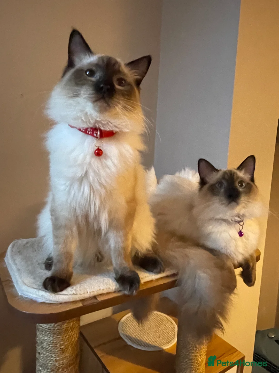 Ragdoll cats for sale: Beautiful Ragdoll boys - Advert 17
