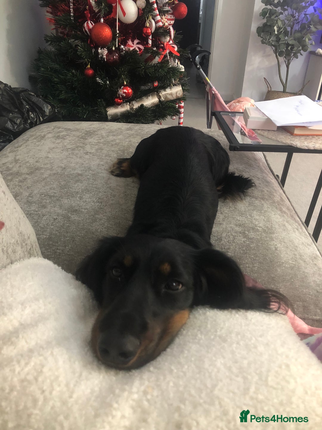 Miniature Dachshund dogs for sale:  long haired miniature dachshund male KC registere - Advert 20