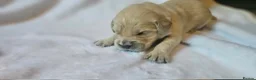 Golden Retriever dogs for sale: KC Registered Show Line Golden Retriever Puppies - Advert 30