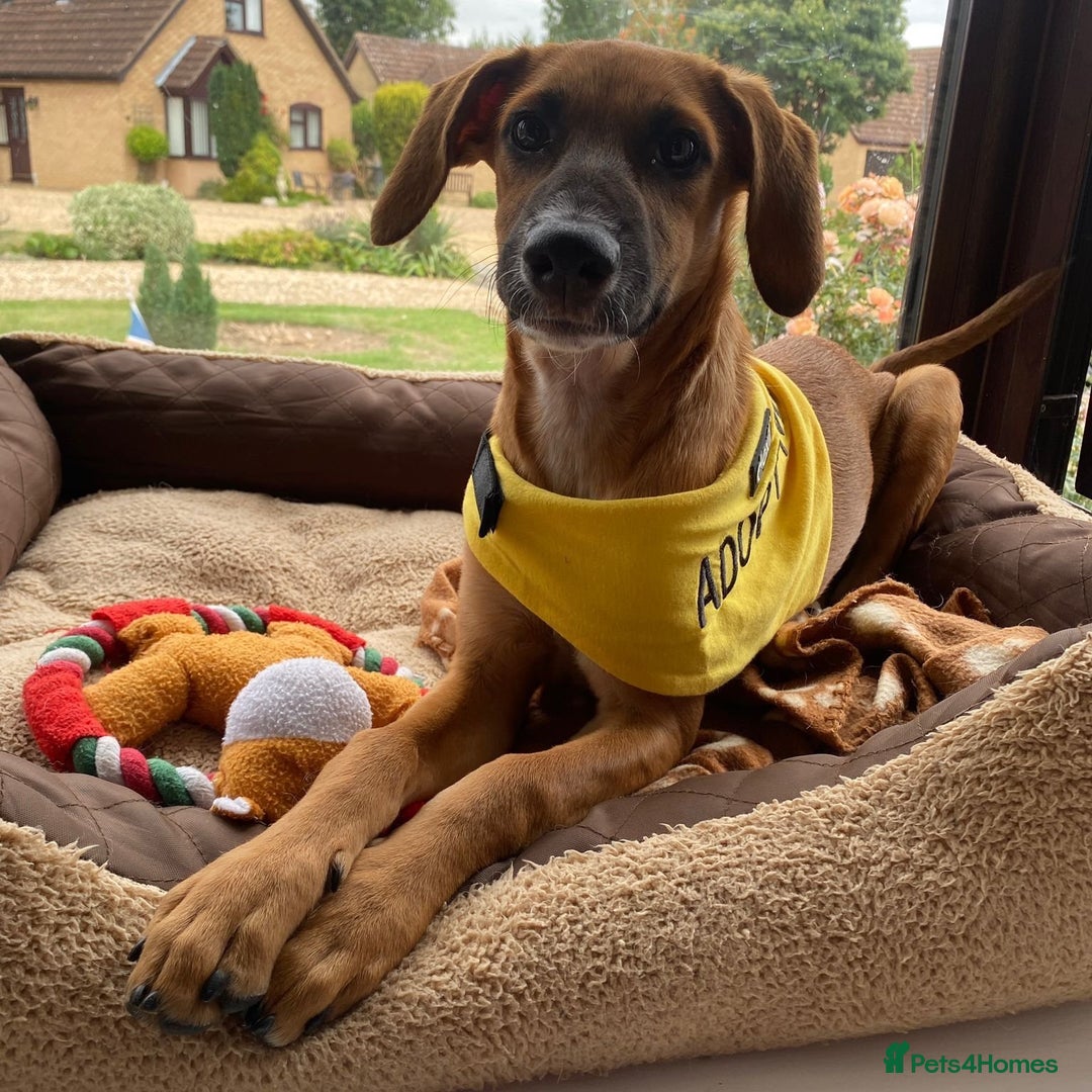 Mixed Breed dogs for adoption: Minnow (Hound/Shepherd mix) - Image 8