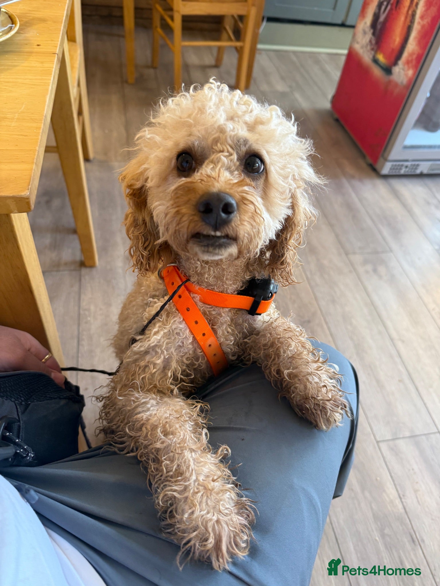 Toy Poodle dogs Beautiful and calm toy poodle for studding  - Advert 2