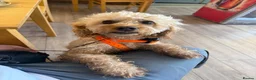 Toy Poodle dogs for stud: Beautiful and calm toy poodle for studding  - Advert 1