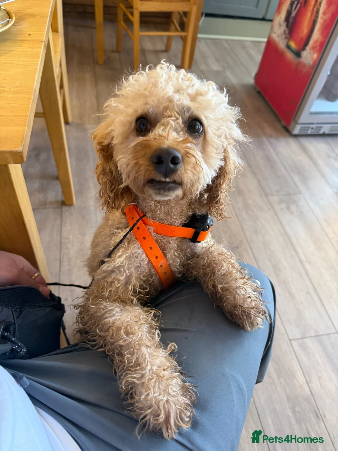 Toy Poodle dogs for stud: Beautiful and calm toy poodle for studding  - Advert 1