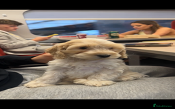 Cockapoo dogs for sale: Honey sweet cockapoo looking for her forever home - Image 1