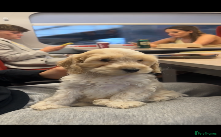 Cockapoo dogs - Advert 2