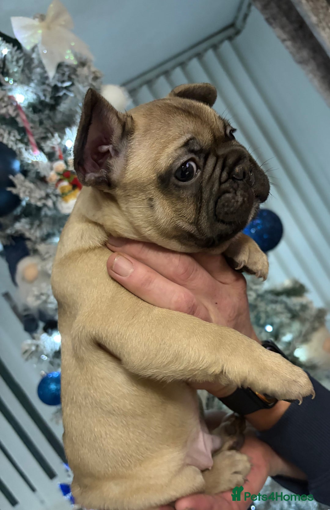 French Bulldog dogs for sale: French Bulldog Puppies PET PRICED  - Advert 25