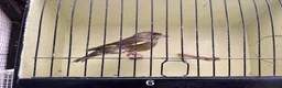 Finches birds for sale: Mutation greenfinches - Advert 6