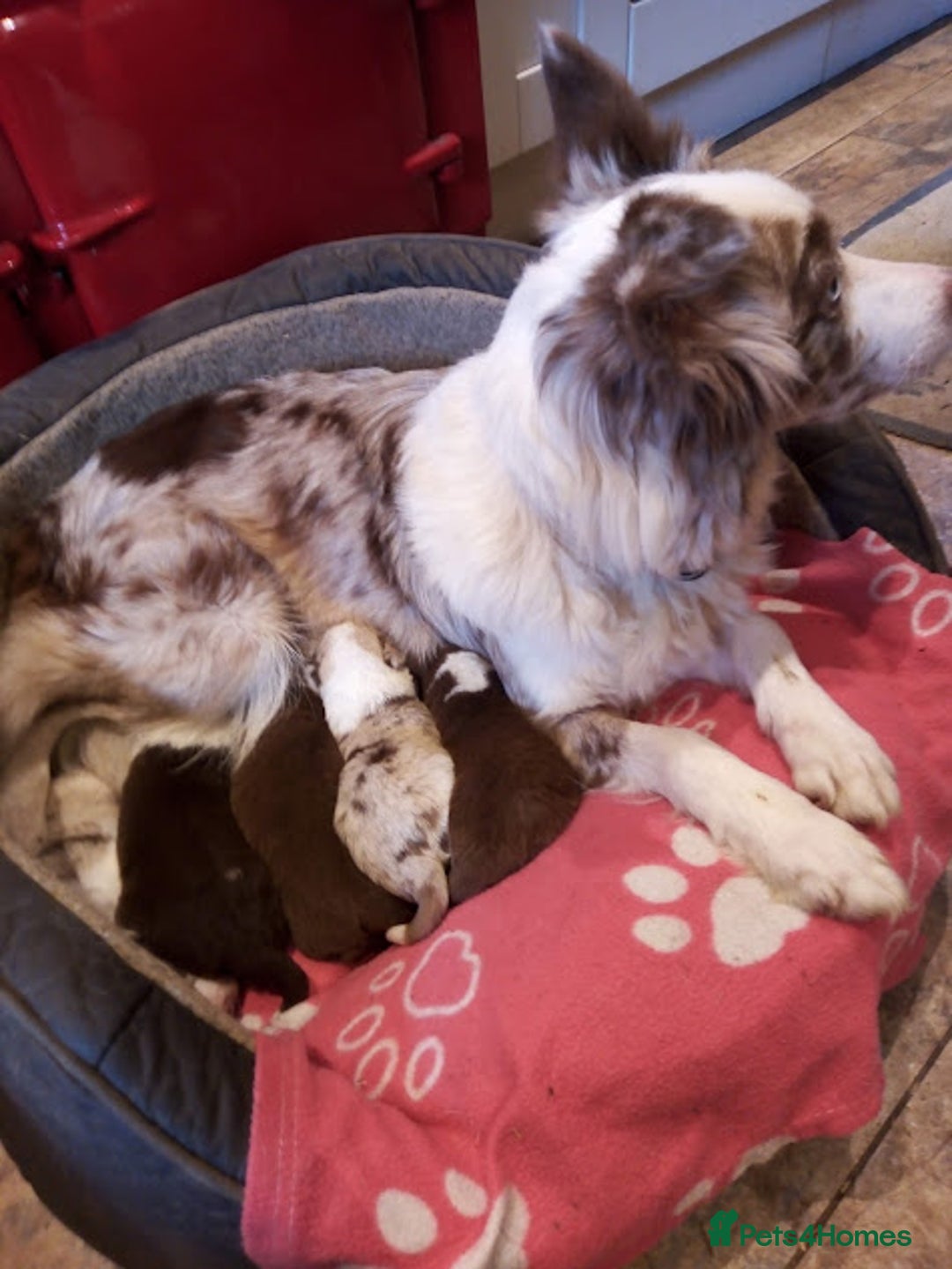 Border Collie dogs for sale: Stunning Red Merle and Red and White Puppies - Advert 5