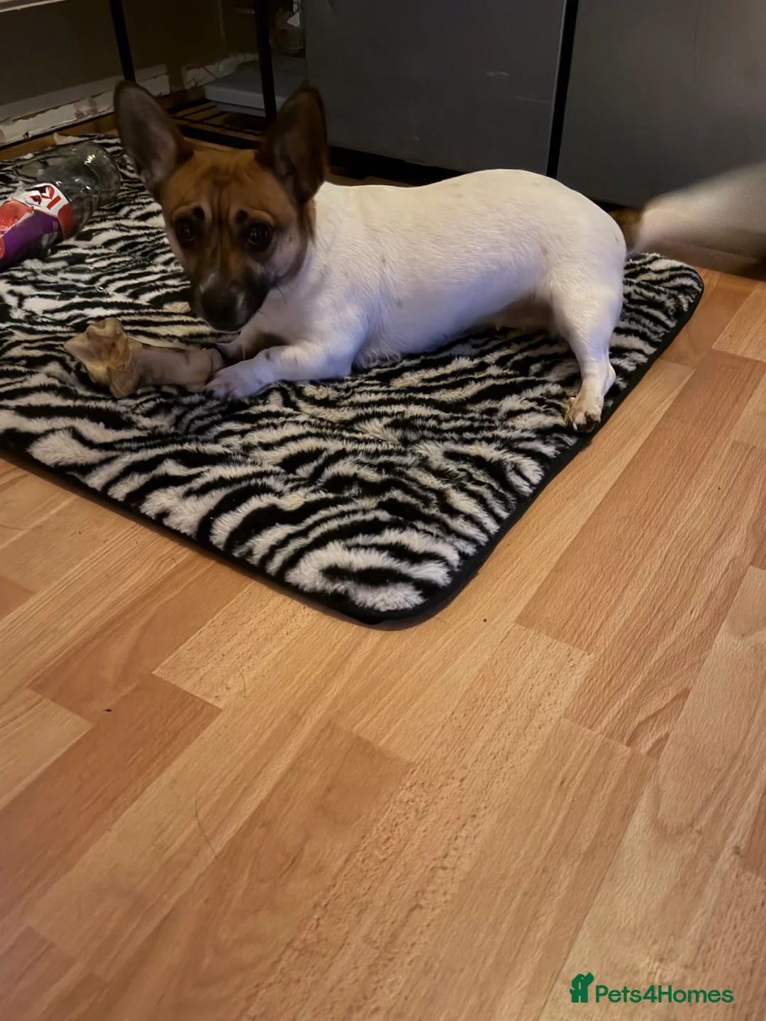 Jug dogs for sale: Beautiful little jug girl aged 20 months - Advert 5