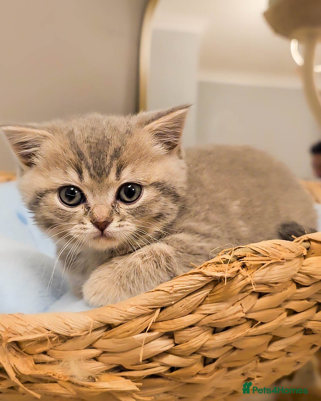 British Shorthair cats for sale: Adorable Kittens Ready For New Home - Advert 9