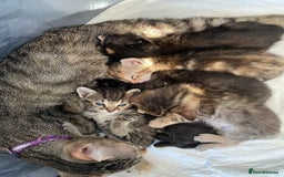 Mixed Breed cats for sale: 5 kittens for sale - 3 boys and 3 girls  - Image 10