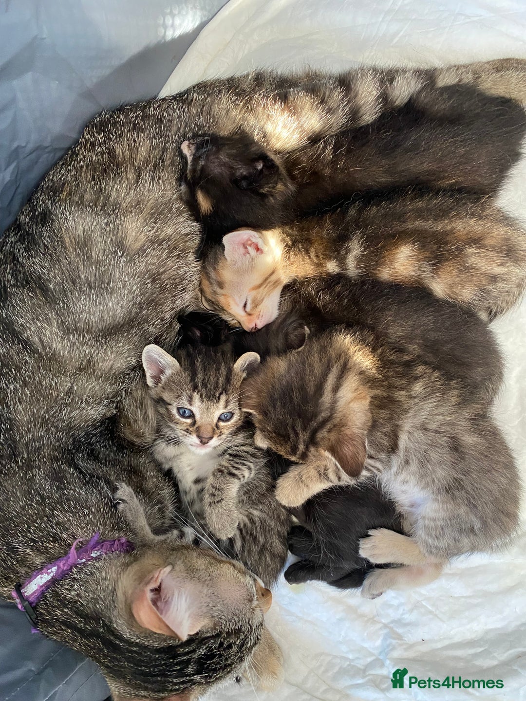 Mixed Breed cats for sale: 5 kittens for sale - 3 boys and 3 girls  - Image 10