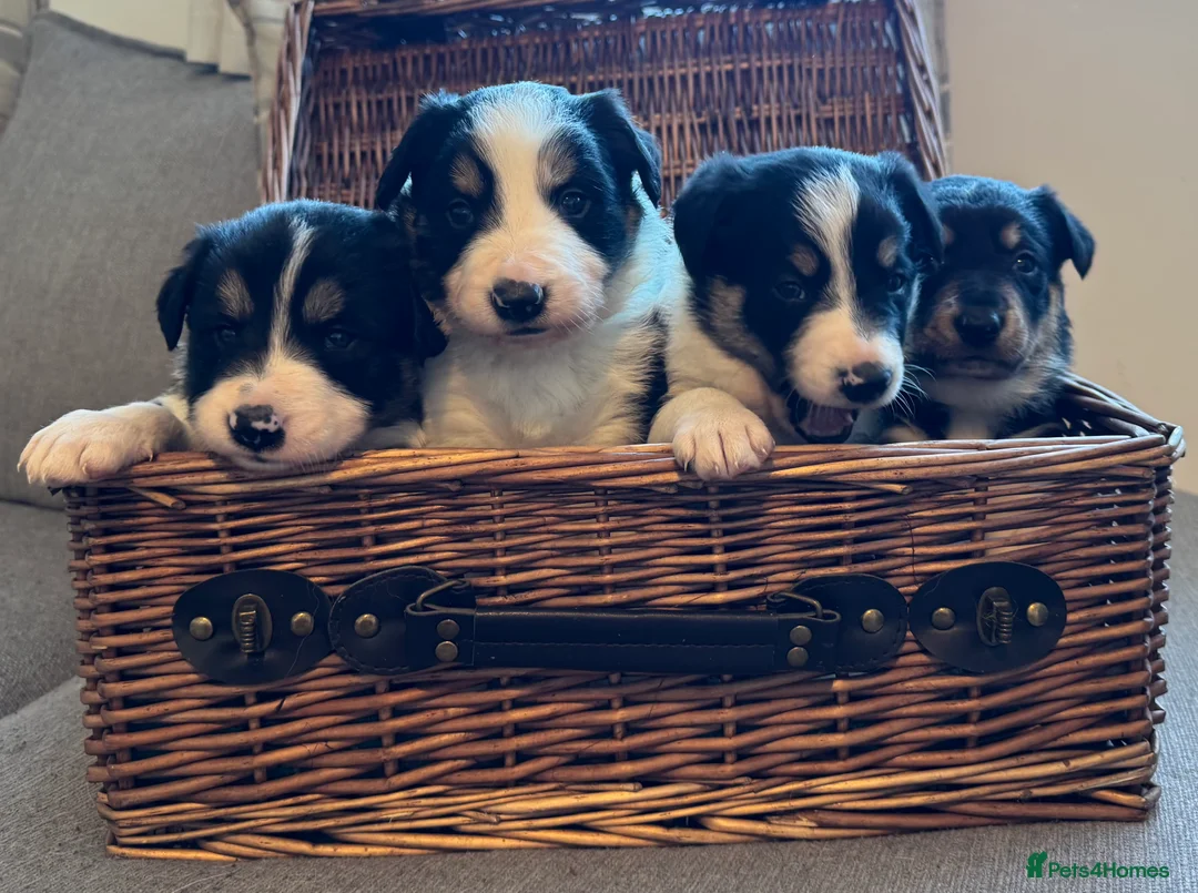 Border Collie dogs for sale: Border Collie Puppies  - Advert 1