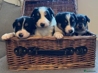 Border Collie dogs Border Collie Puppies - Advert 10