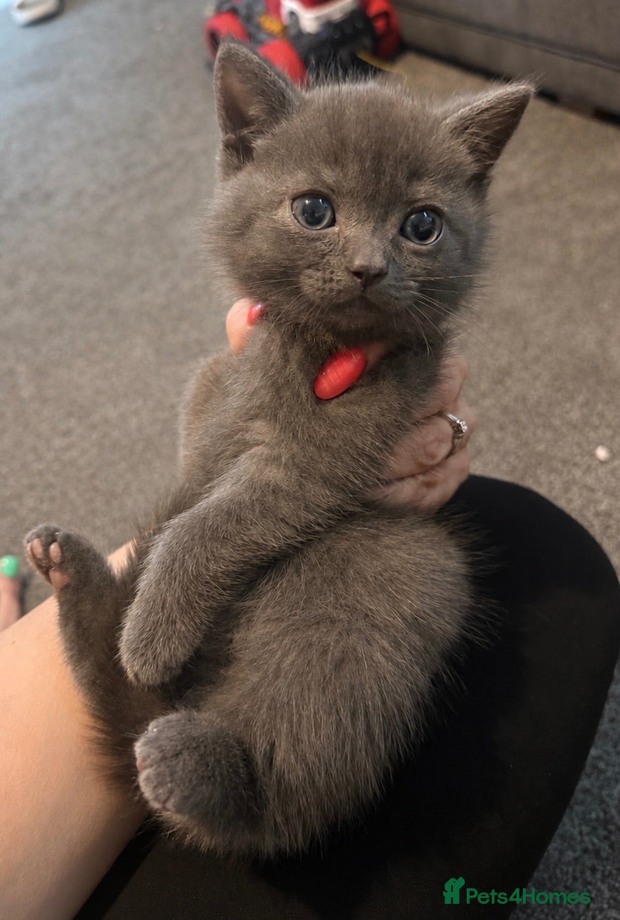 British Shorthair cats 🐾*READY NOW*Beautiful British Shorthair Kittens🐾 - Advert 2