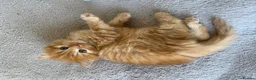 American Shorthair cats for sale: 2 Gorgeous boys - Advert 3