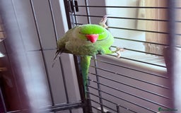 Ringnecks birds for sale: Beautiful green male ringneck - Image 2
