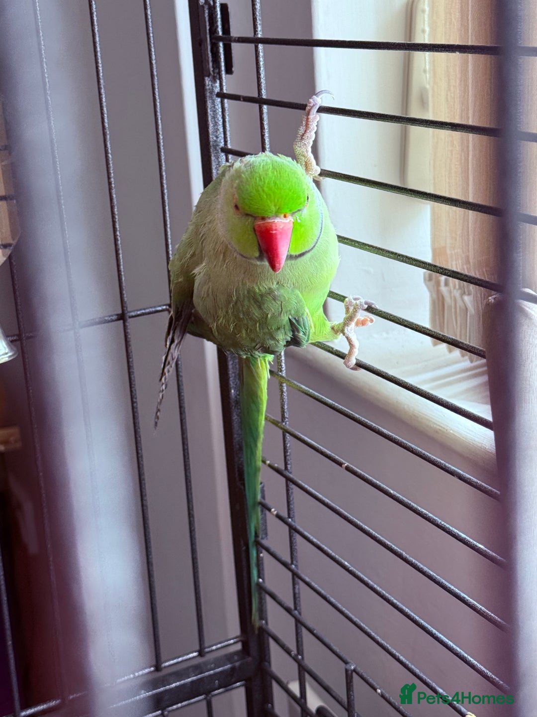Ringnecks birds for sale: Beautiful green male ringneck - Image 2