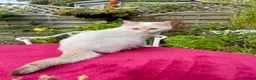 British Shorthair cats for sale: Blue Golden Golden CPT & Silver Tipped - Advert 17