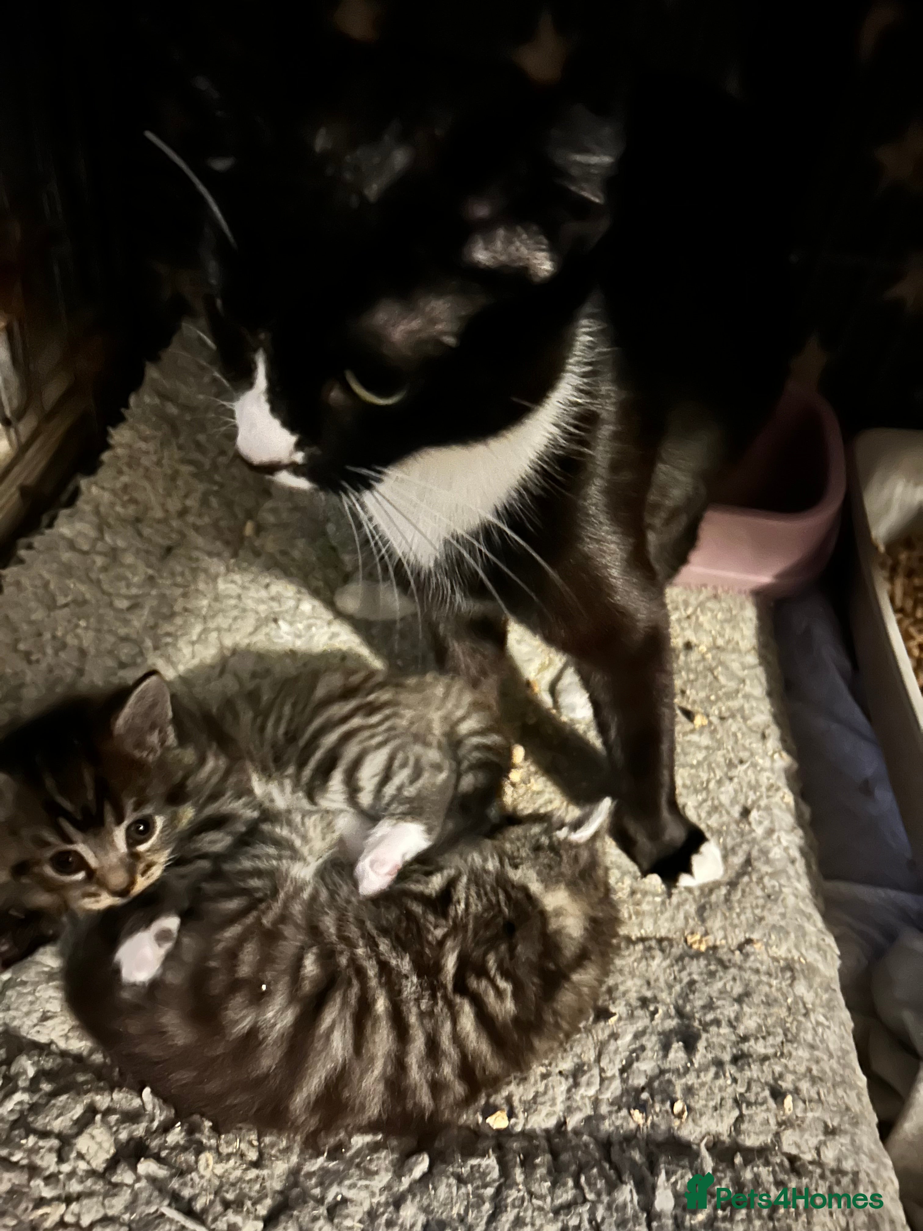 Mixed Breed cats Siamese x maincoon  - Advert 1