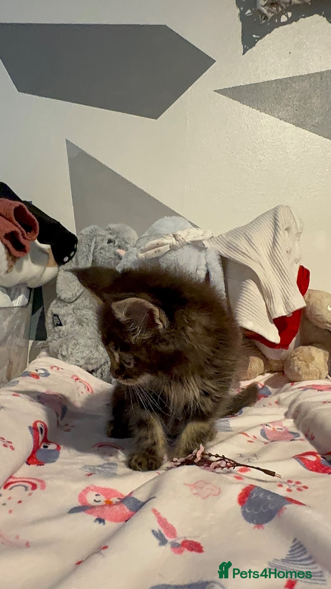 Maine Coon cats for sale: 4 full Maine Coon for sale  - Advert 4