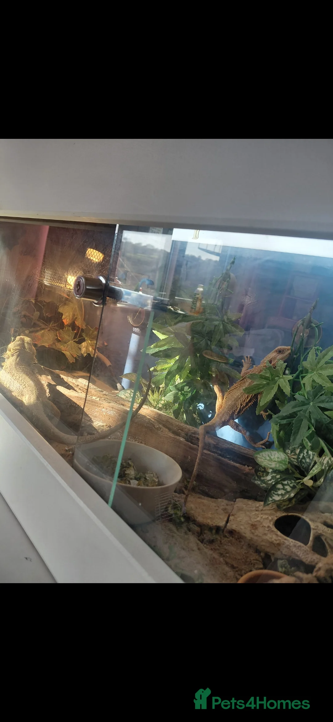 Bearded Dragon reptiles for sale: 2 bearded dragons and viv - Advert 3