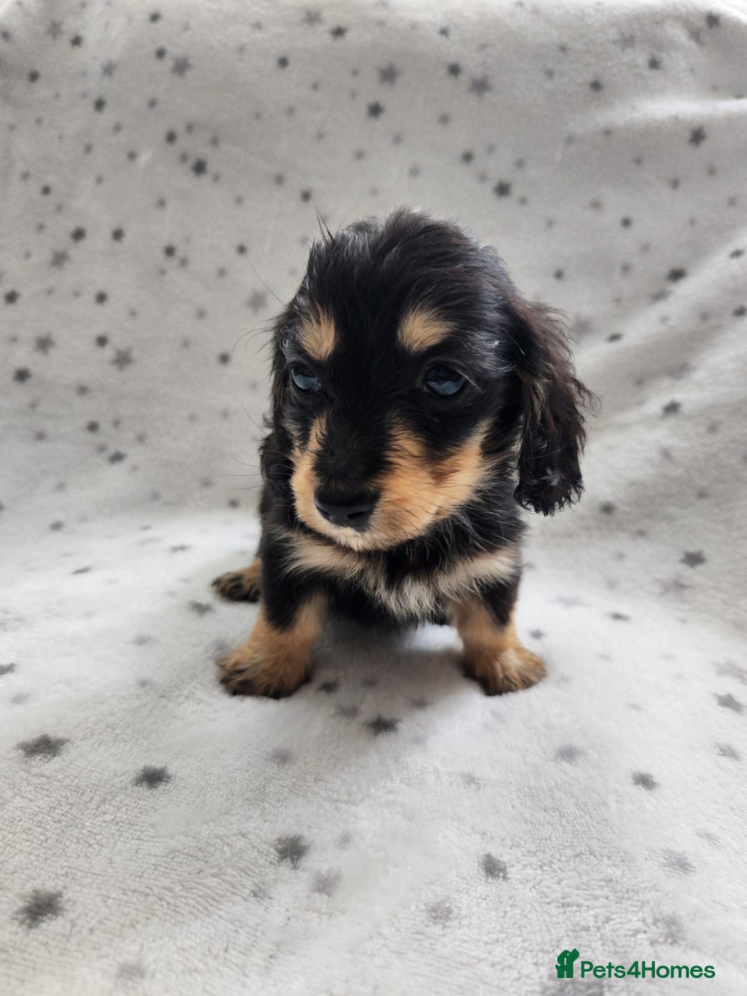 Miniature Dachshund dogs for sale: Kc Registered Long Haired Miniature Dachshunds - Advert 9