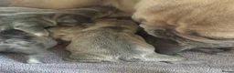 French Bulldog dogs for sale: French bulldogs  - Advert 5
