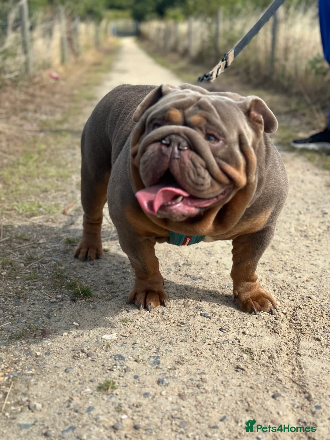 English Bulldog dogs for stud: full suited English bulldog stud well proven in Leicester - Advert 7