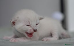 Siamese cats for sale: 🧬F1 BENAMESE KITTENS🧬 1 LITTLE BOY LEFT - Image 3