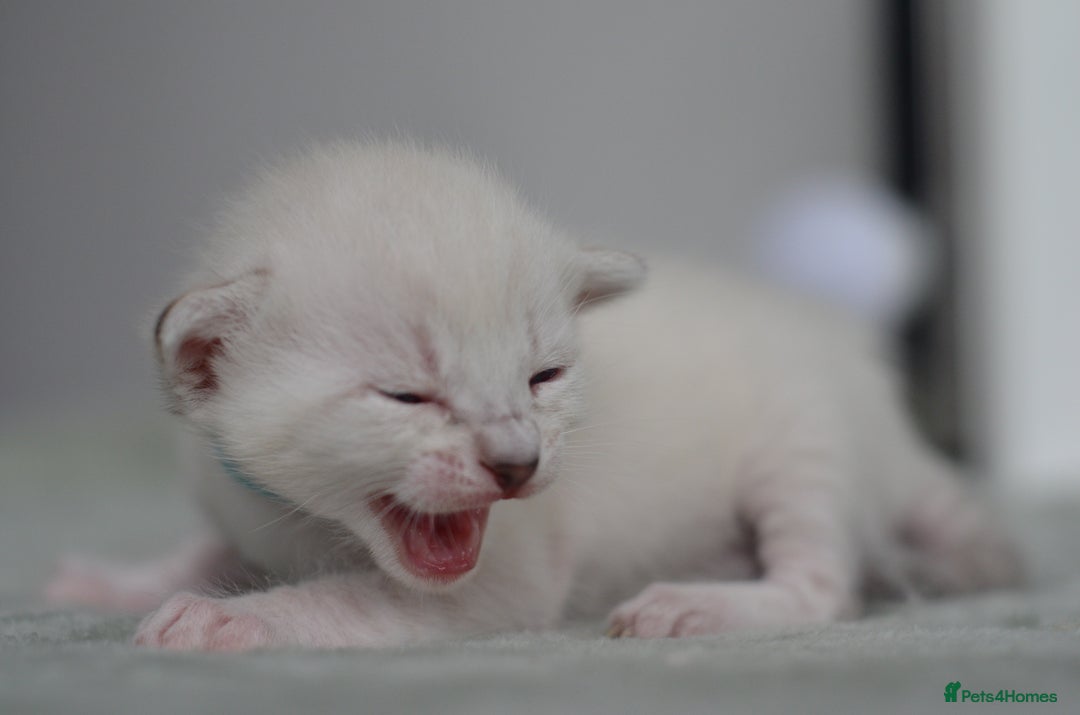 Siamese cats for sale: 🧬F1 BENAMESE KITTENS🧬 1 LITTLE BOY LEFT - Image 3