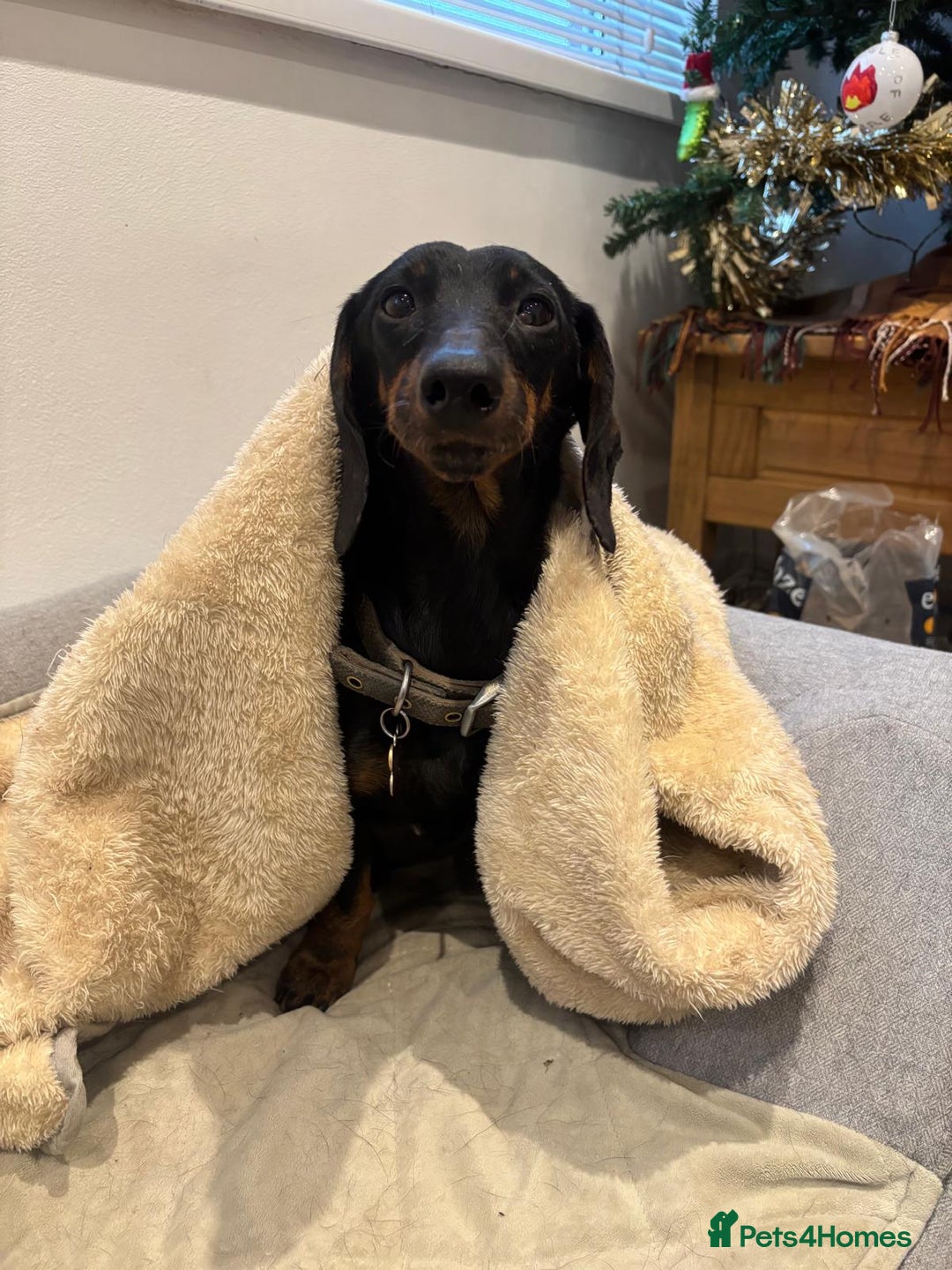 Dachshund dogs for sale: Luna the Dachshund for rehoming - Advert 8