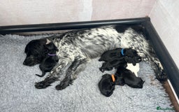 Cocker Spaniel dogs for sale: Beautiful Working Cocker Spaniel Puppies for Sale - Image 2