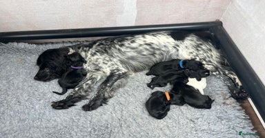 Cocker Spaniel dogs - Advert 1