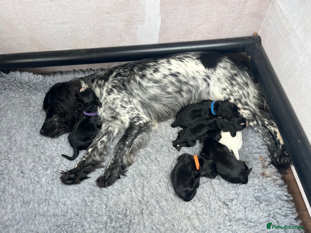 Cocker Spaniel dogs for sale: Beautiful Working Cocker Spaniel Puppies for Sale - Image 2