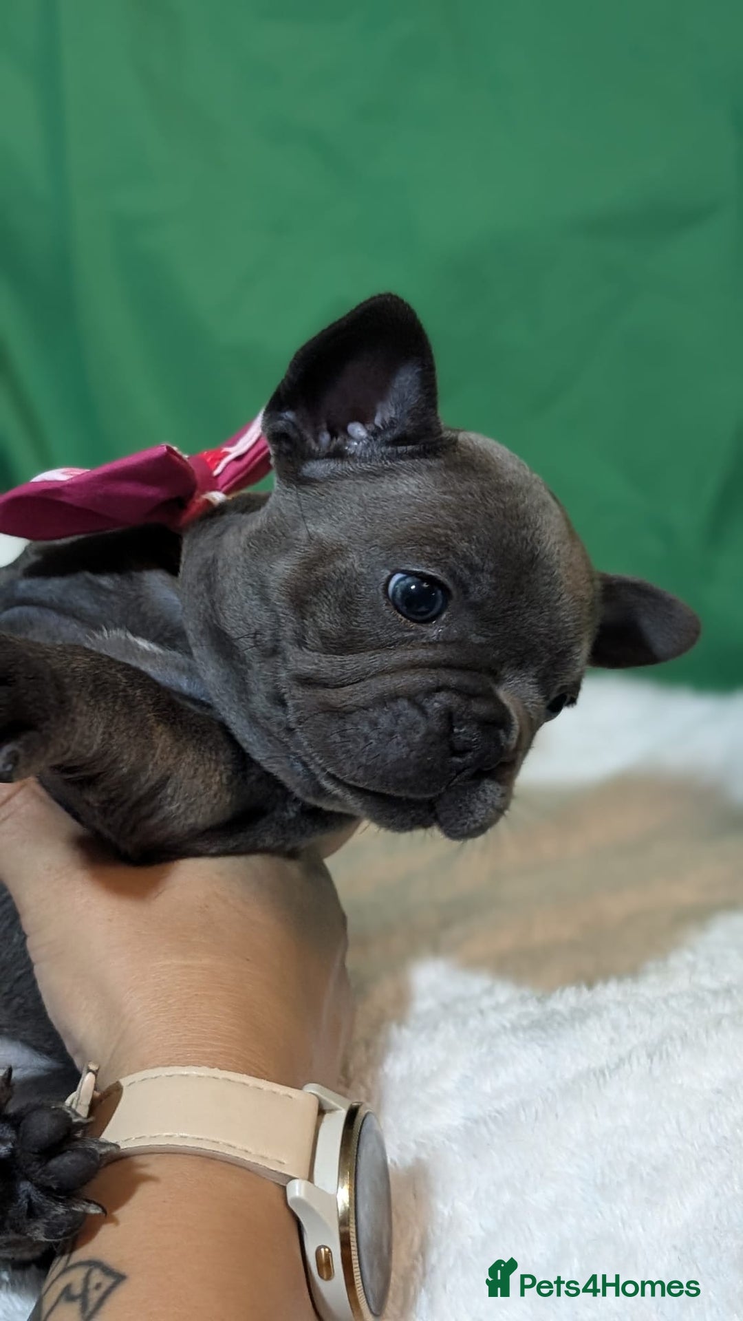 French Bulldog dogs for sale: Stunning French bulldog puppies 🐕 - Image 14