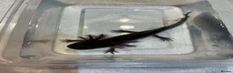 Axolotl reptiles for sale: Axolotl Jeuveniles  - Advert 21