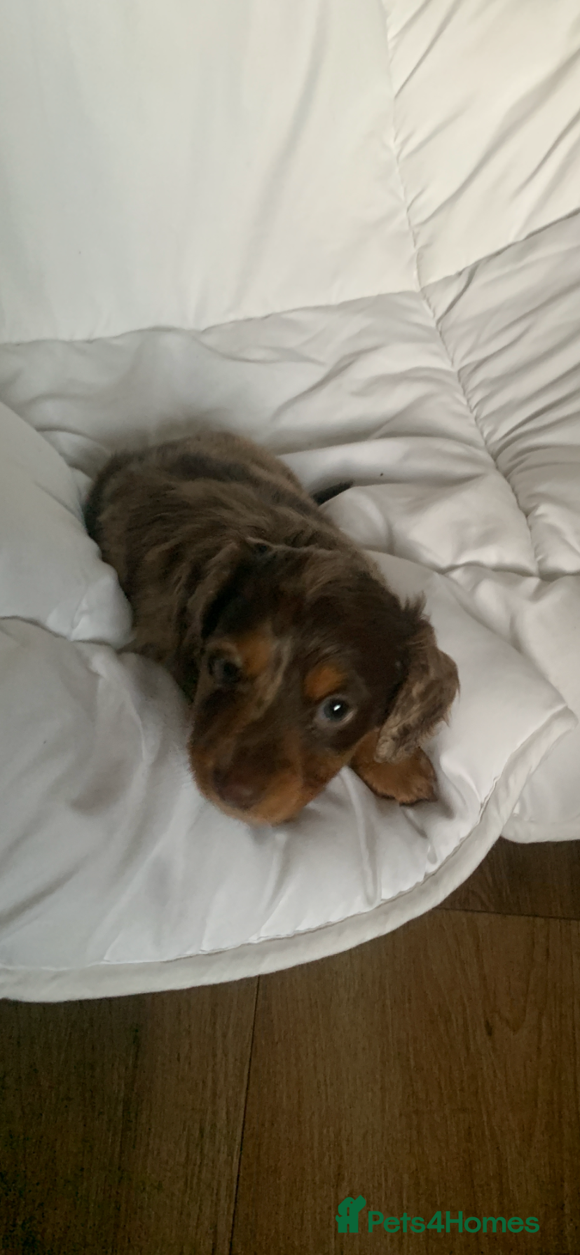 Dachshund dogs Miniature dachshund puppies pure bred  - Advert 8