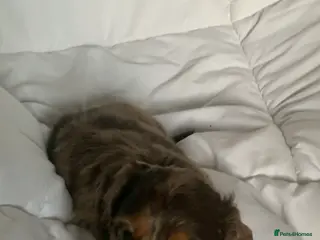 Dachshund dogs Miniature dachshund puppies pure bred - Advert 6