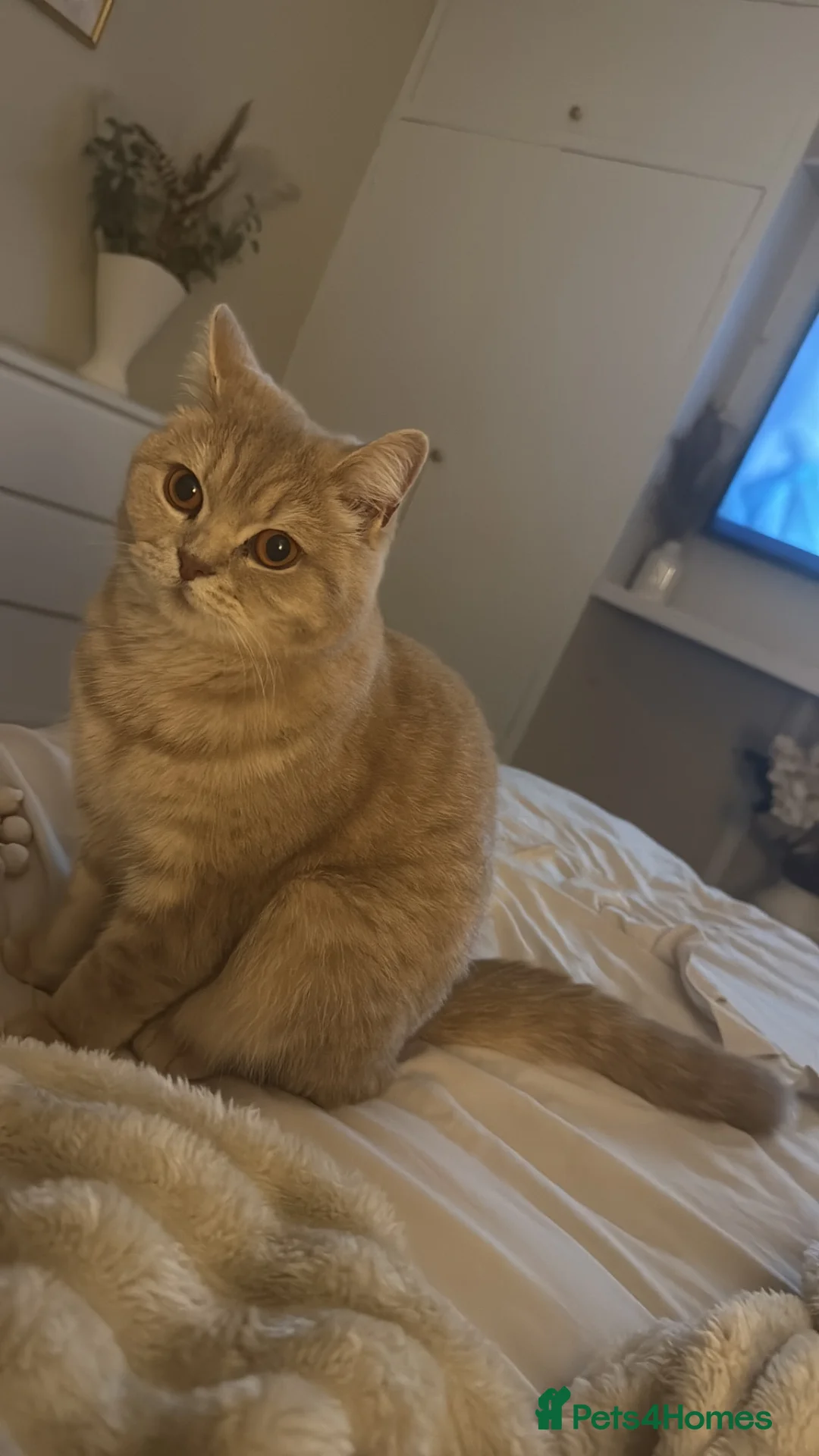 British Shorthair cats for sale: British short hair - Advert 2