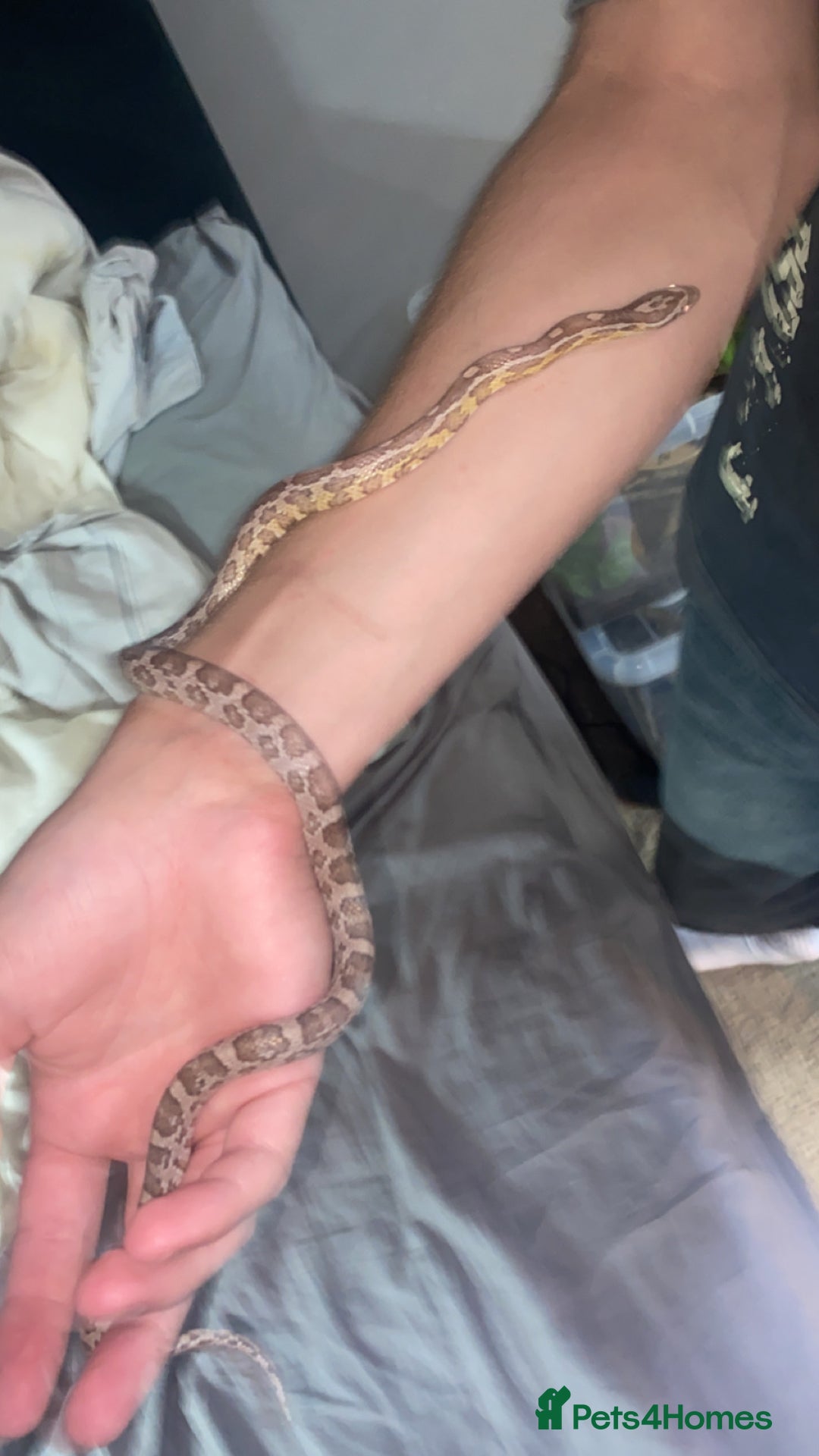 Snake reptiles for sale: 4 snakes need gone - Image 4