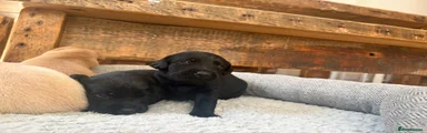 Labrador Retriever 2