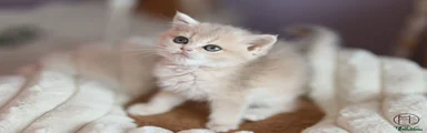 British Shorthair 5