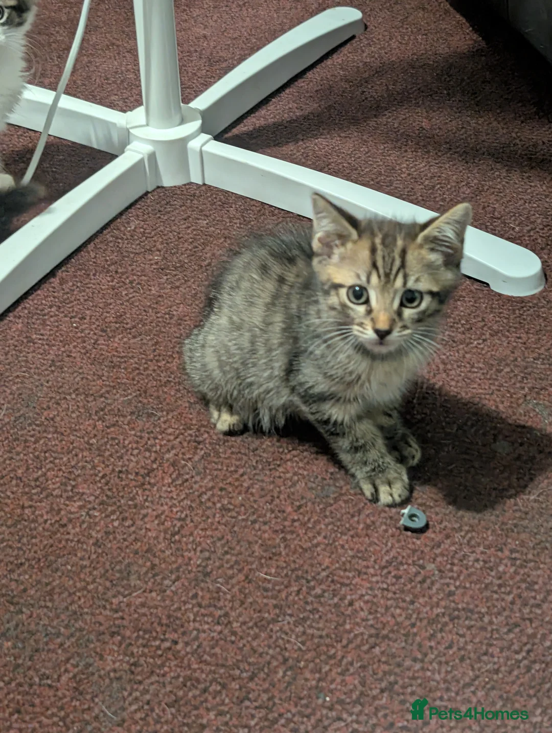 Mixed Breed cats for sale: Kittens looking for forever homes - Advert 2
