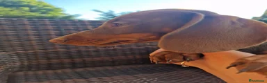 Dachshund 1