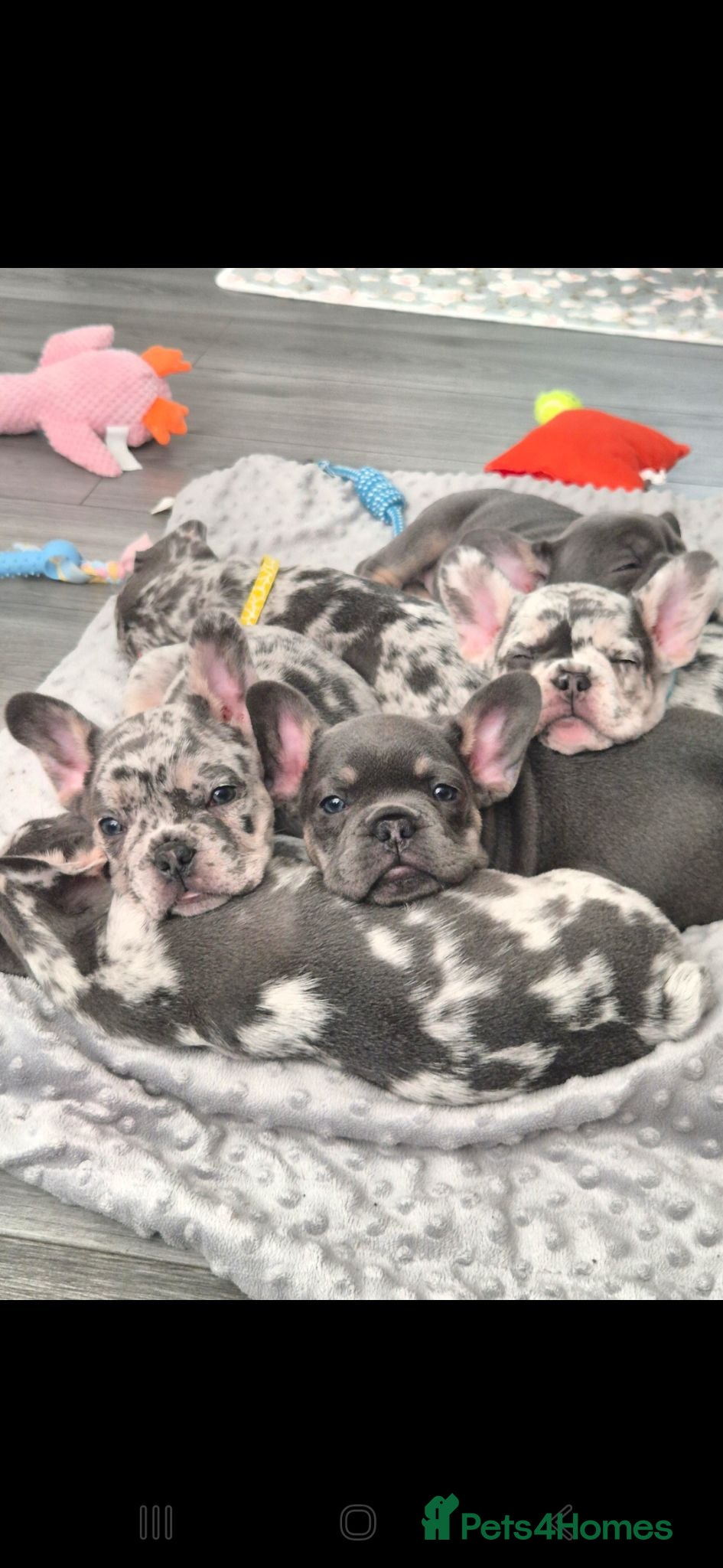 French Bulldog dogs  Beautiful French Bulldog Puppies from £1700 - Advert 2