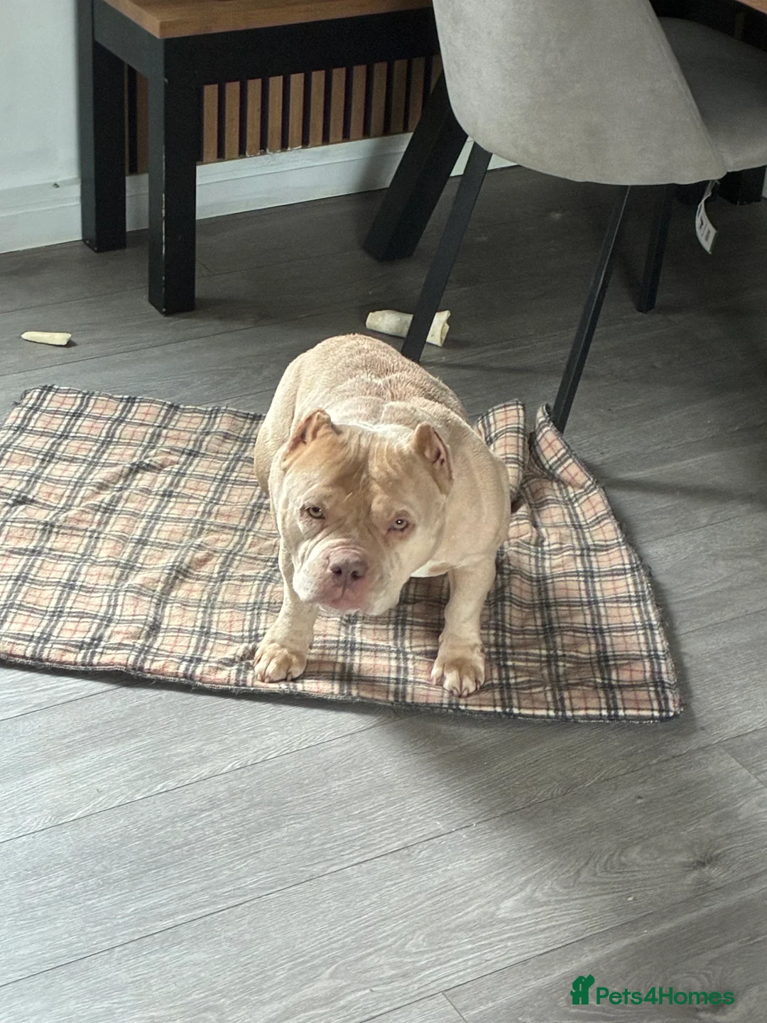 American Bully dogs for sale: 5 yearold micro bully  - Advert 3