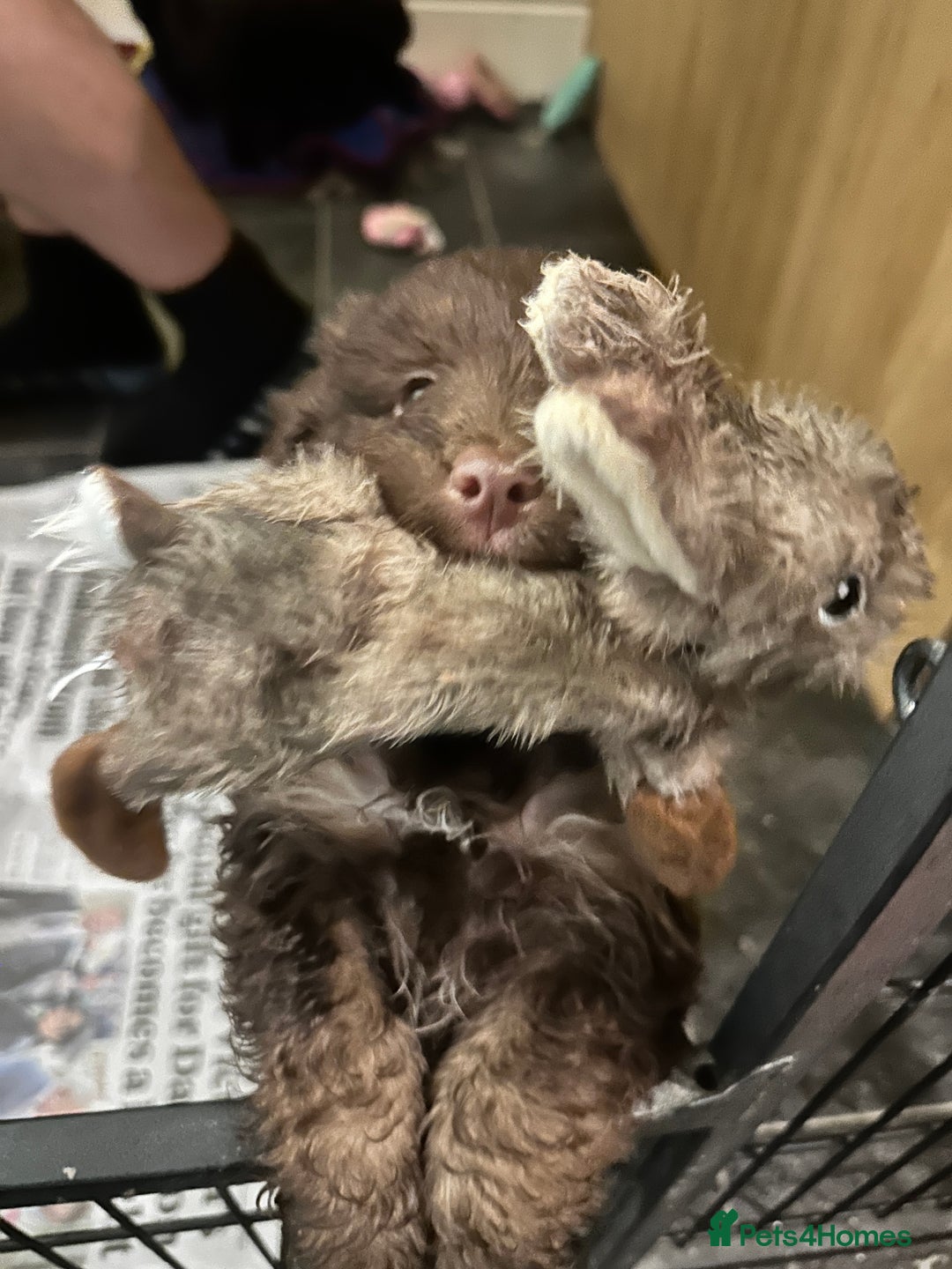 Mixed Breed dogs for sale: Solid, vacc'd, chipped. Mixed breed pups born 7/10 - Advert 8